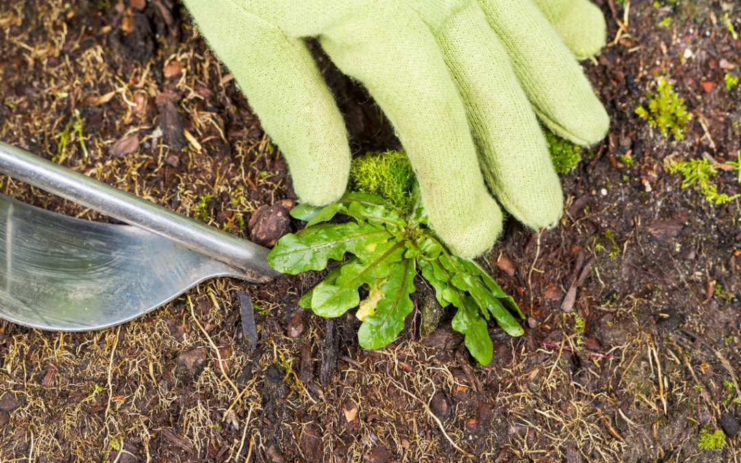 The Benefits Of A Weed Control Program For Your Yard 